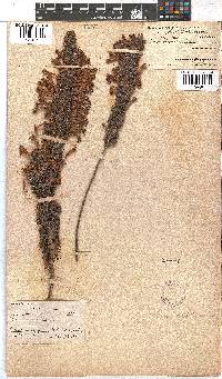 Erica curviflora image