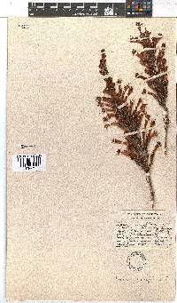 Erica curviflora image