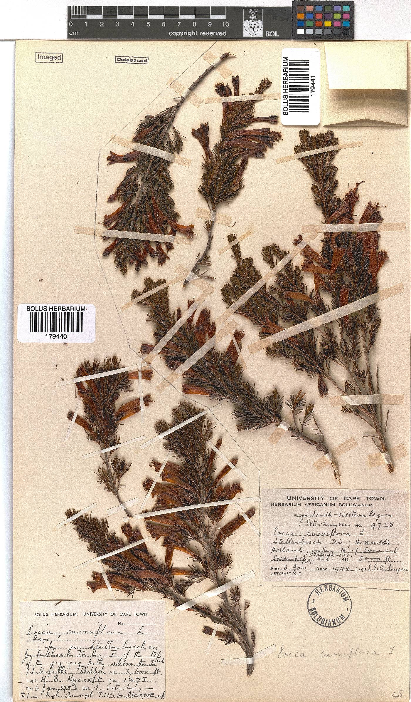 Erica curviflora image