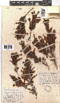 Erica curviflora image