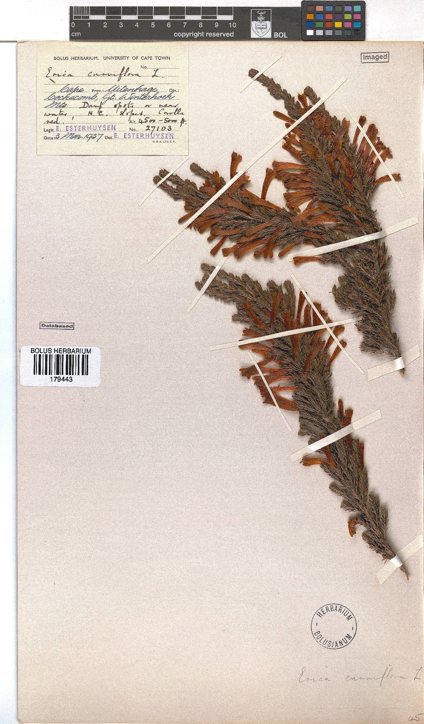 Erica curviflora image