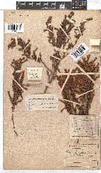 Erica curviflora image