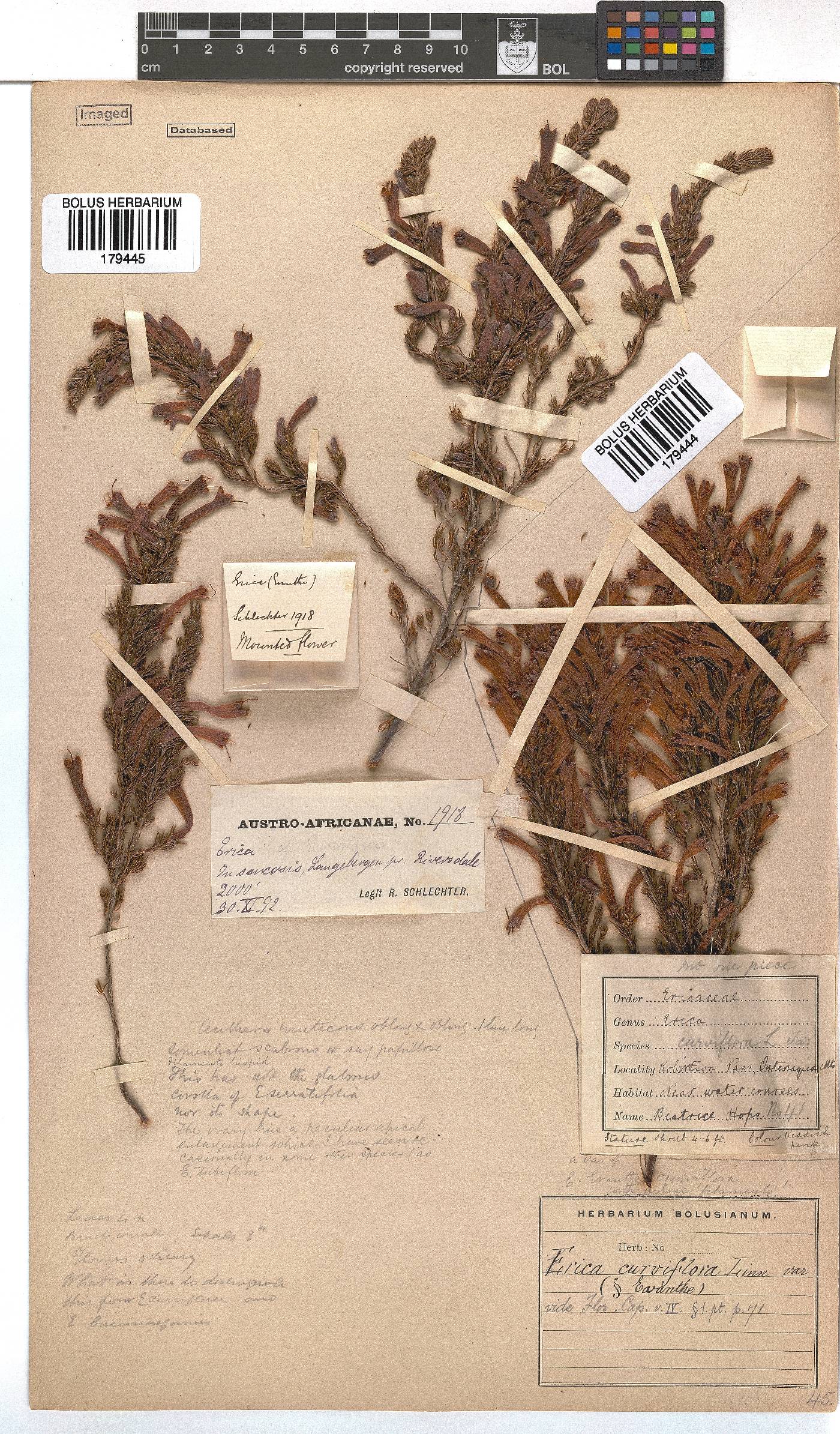 Erica curviflora image