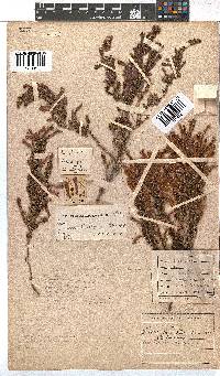 Erica curviflora image