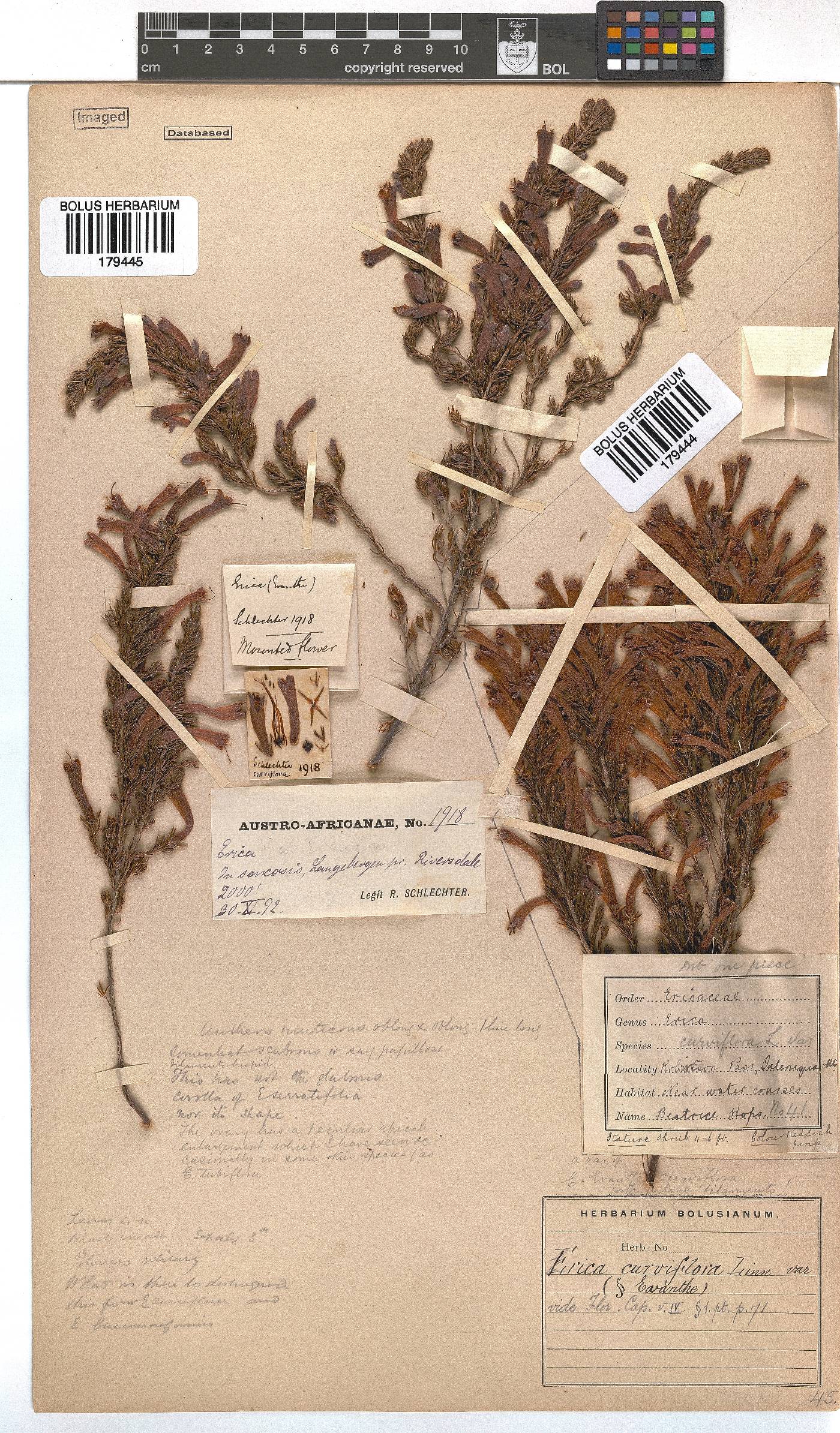 Erica curviflora image