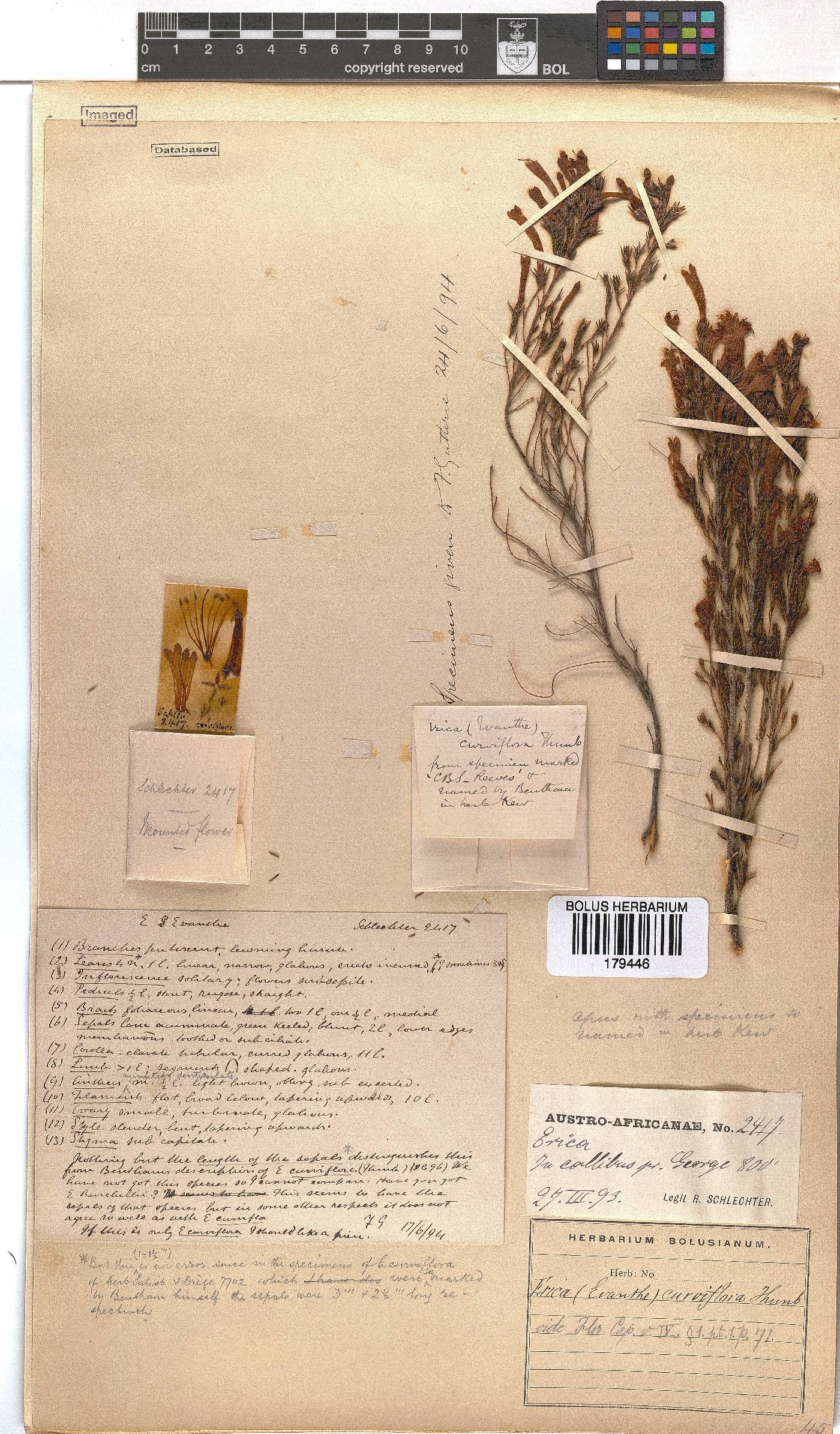 Erica curviflora image