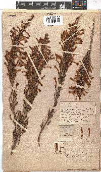 Erica curviflora image