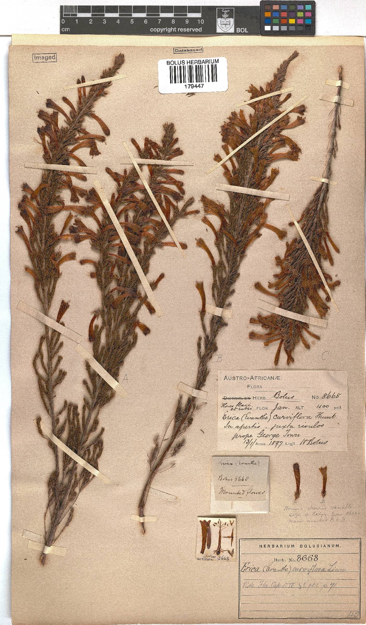 Erica curviflora image