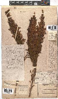 Erica curviflora image