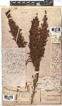 Erica curviflora image