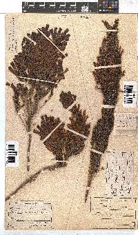 Erica curviflora image