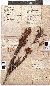 Erica curviflora image