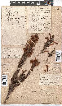 Erica curviflora image