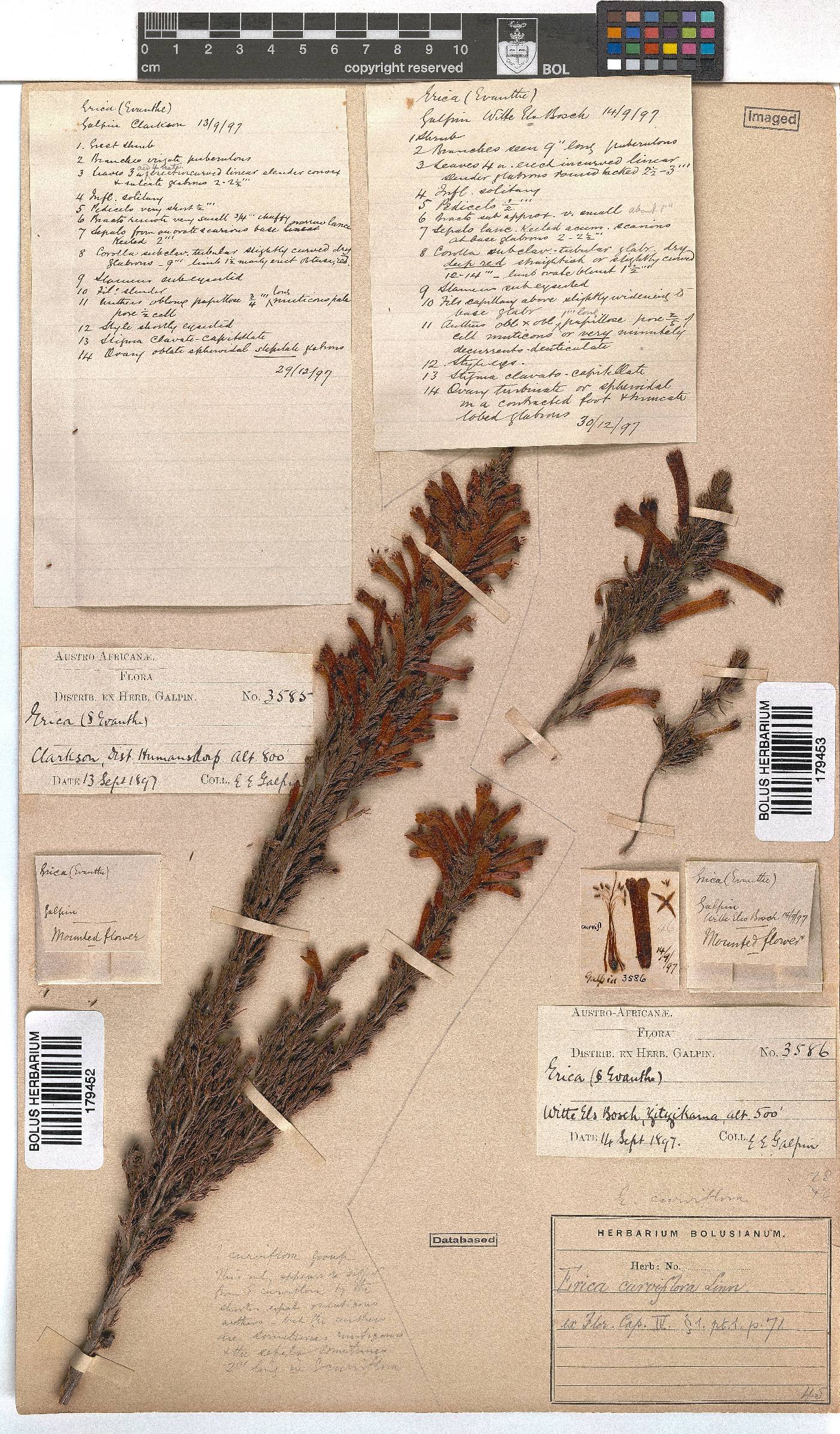Erica curviflora image