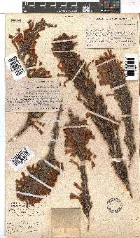 Erica curviflora image