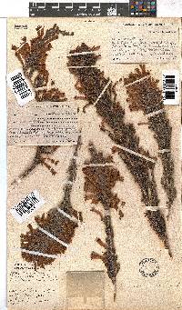 Erica curviflora image