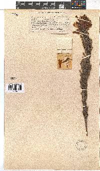 Erica curviflora image