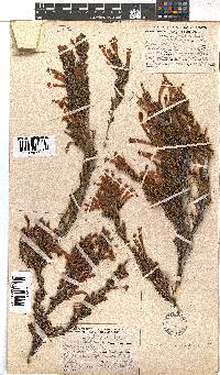 Erica curviflora image