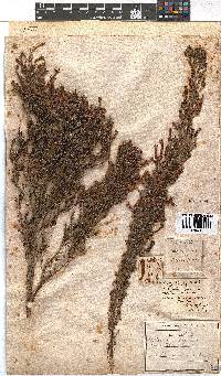 Erica curviflora image