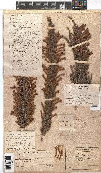 Erica curviflora image