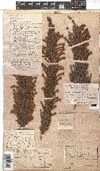 Erica curviflora image