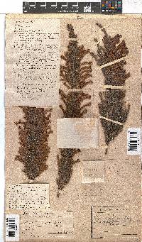 Erica curviflora image