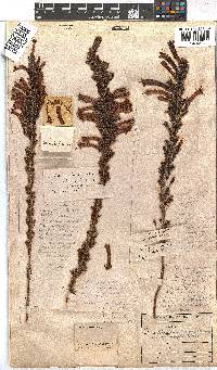 Erica curviflora image