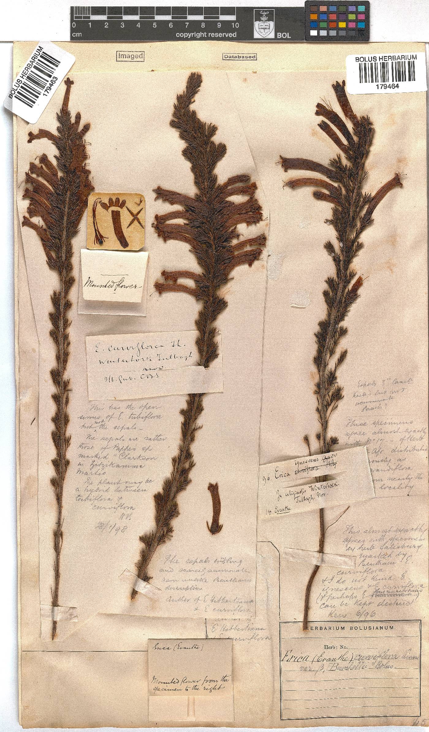 Erica curviflora image