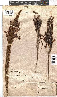 Erica curviflora image