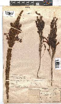 Erica curviflora image