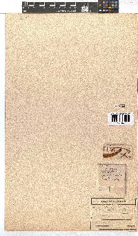 Erica curviflora image