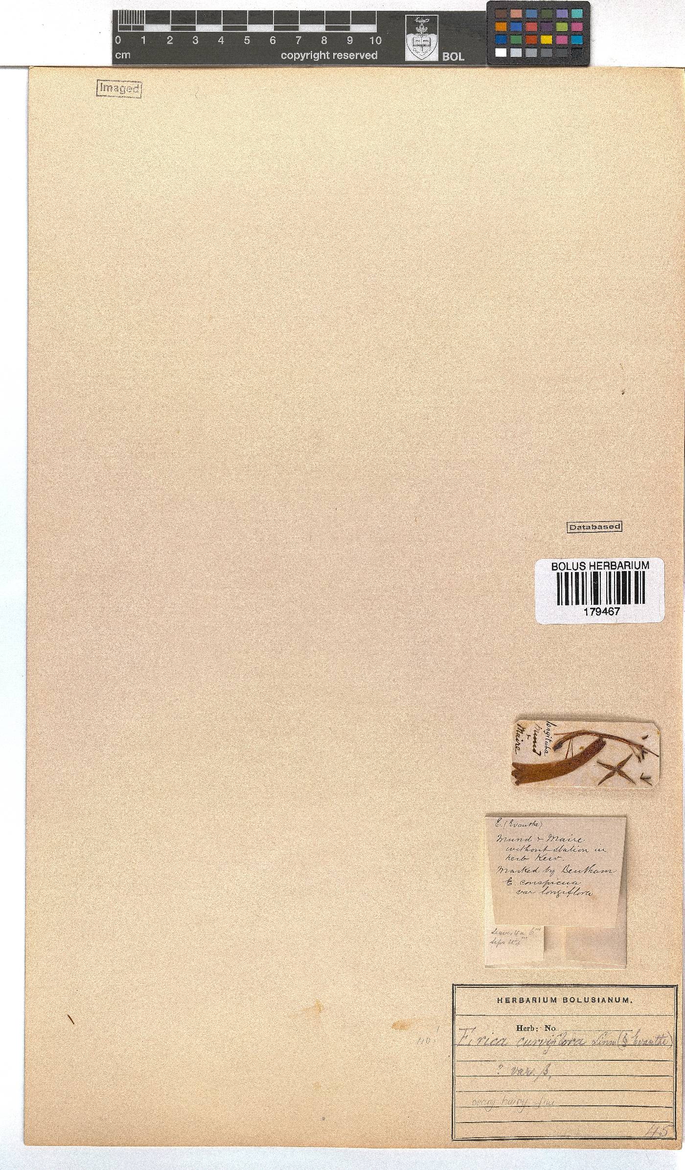 Erica curviflora image