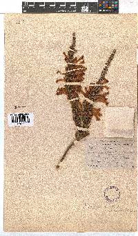 Erica curviflora image