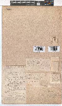 Erica curviflora image