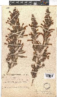 Erica curviflora image