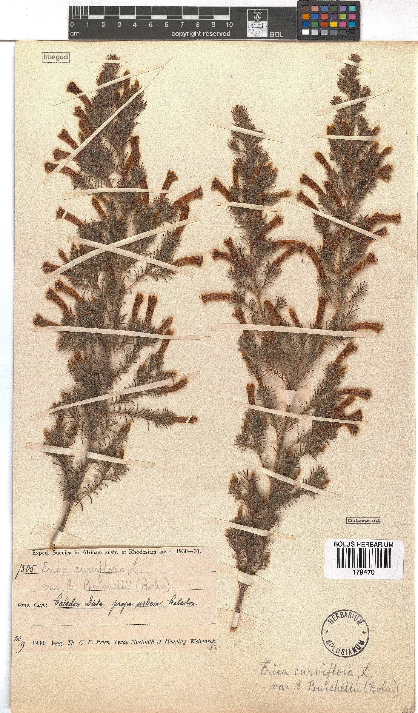 Erica curviflora image