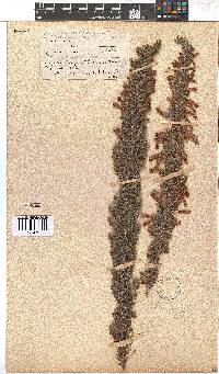 Erica curviflora image