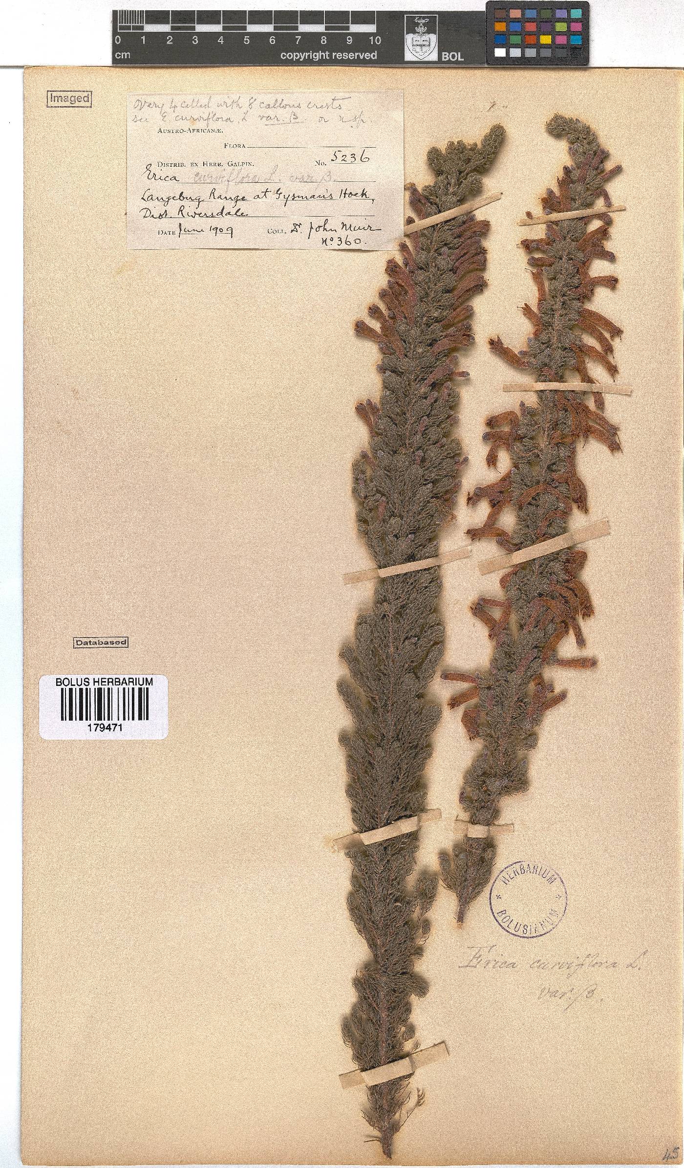 Erica curviflora image