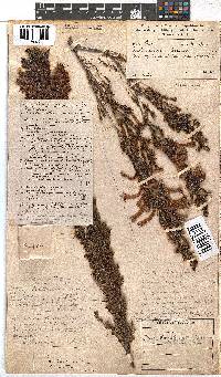 Erica curviflora image