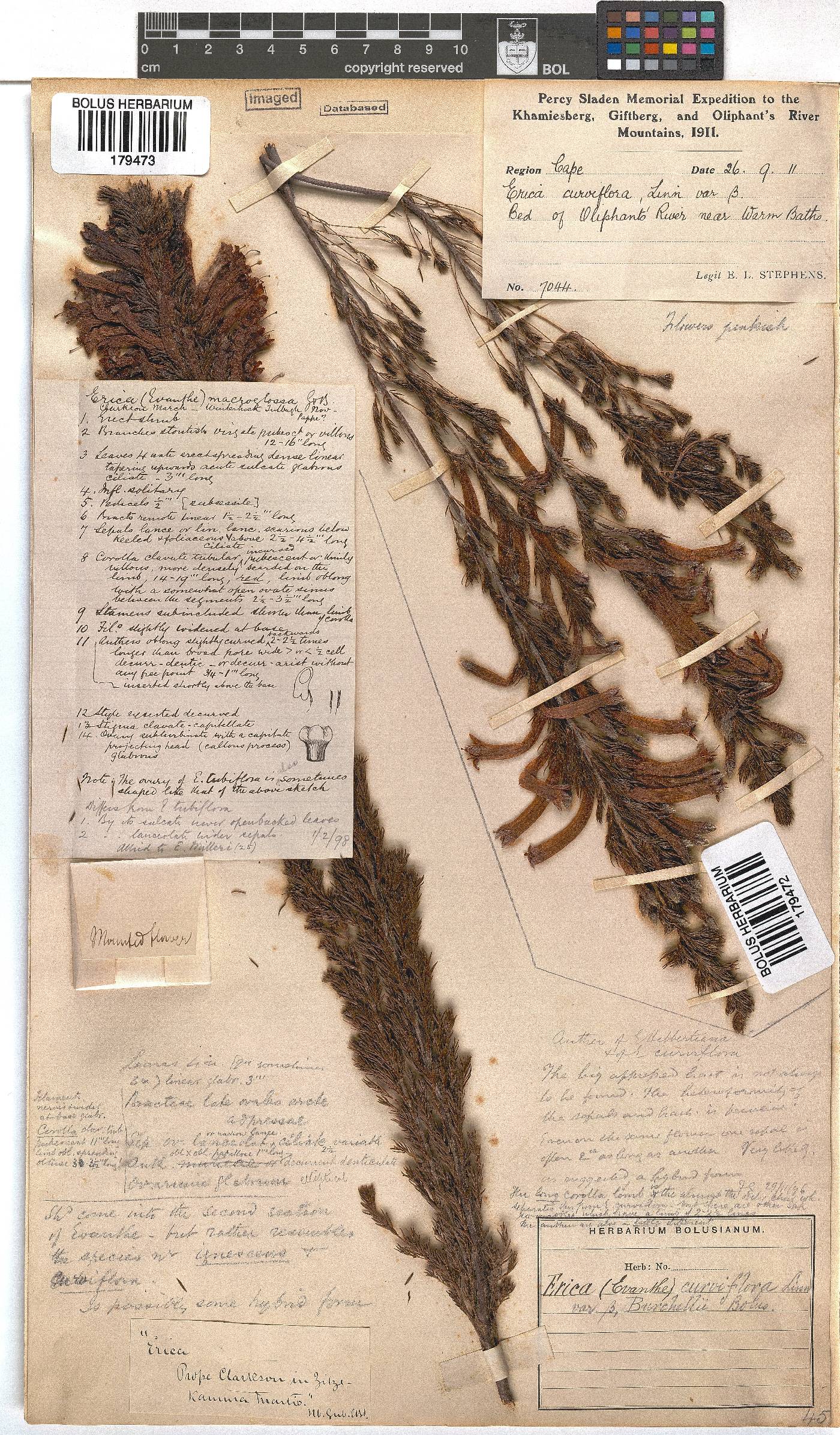Erica curviflora image