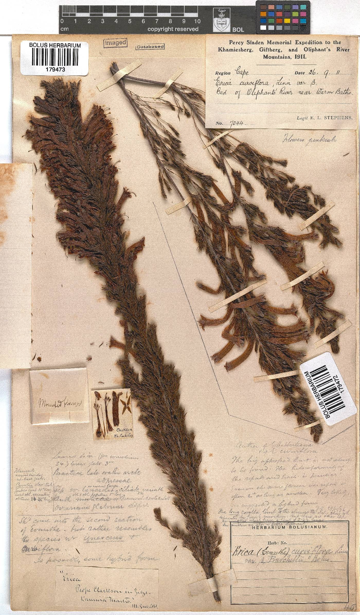 Erica curviflora image