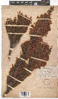 Erica curviflora image