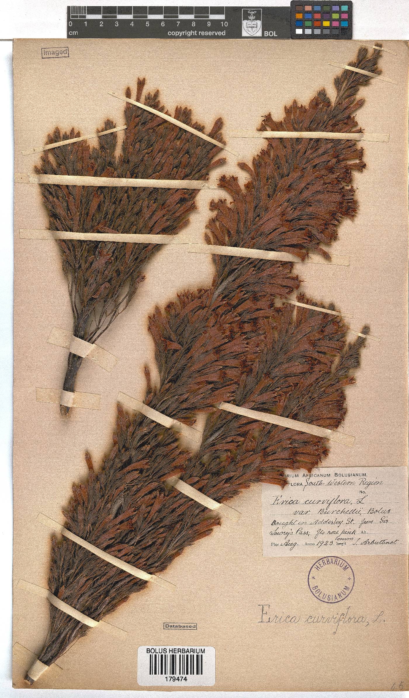 Erica curviflora image