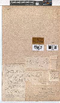 Erica curviflora image