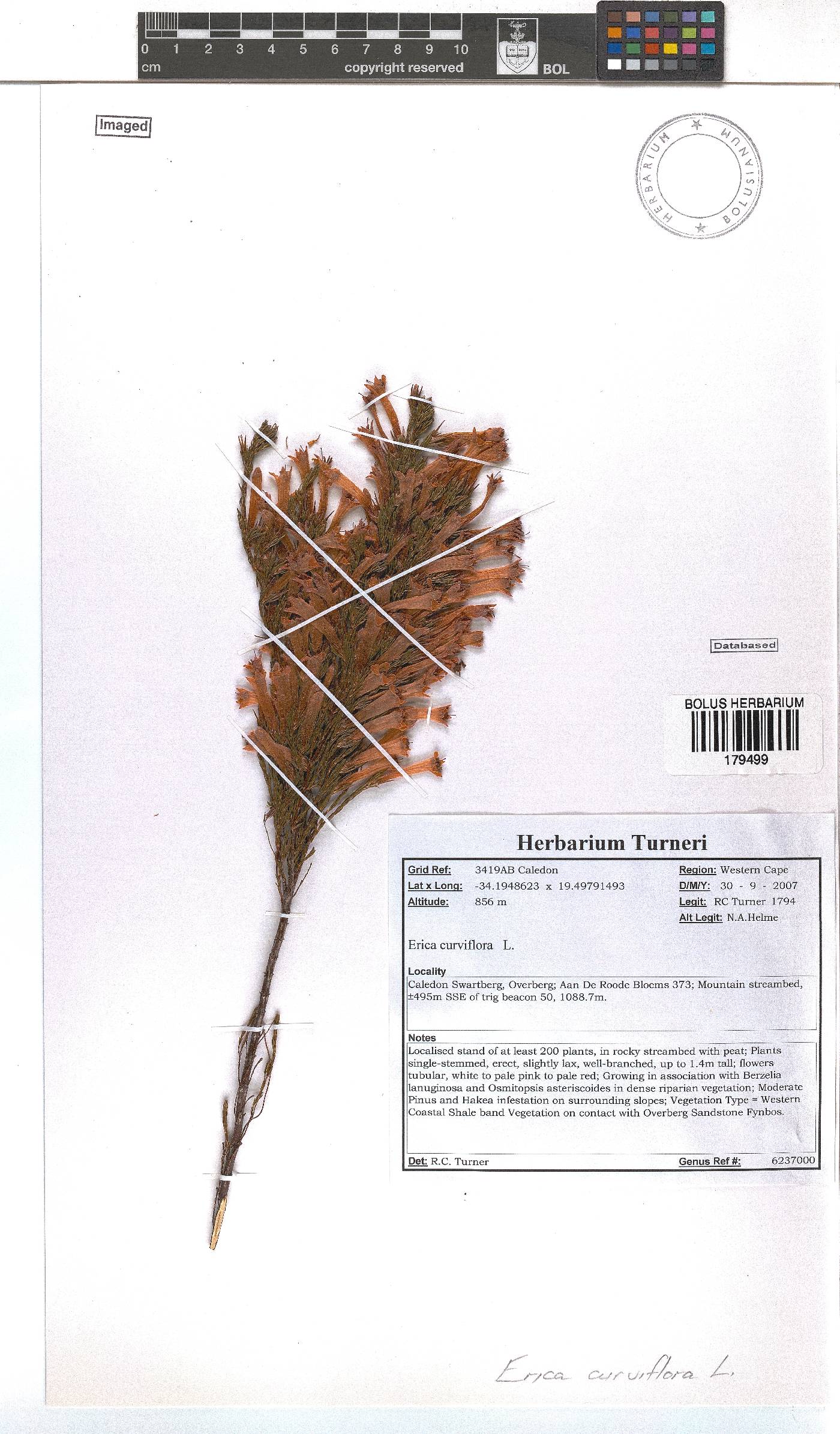 Erica curviflora image