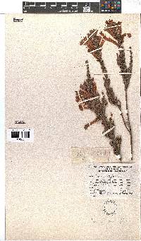 Erica curviflora image