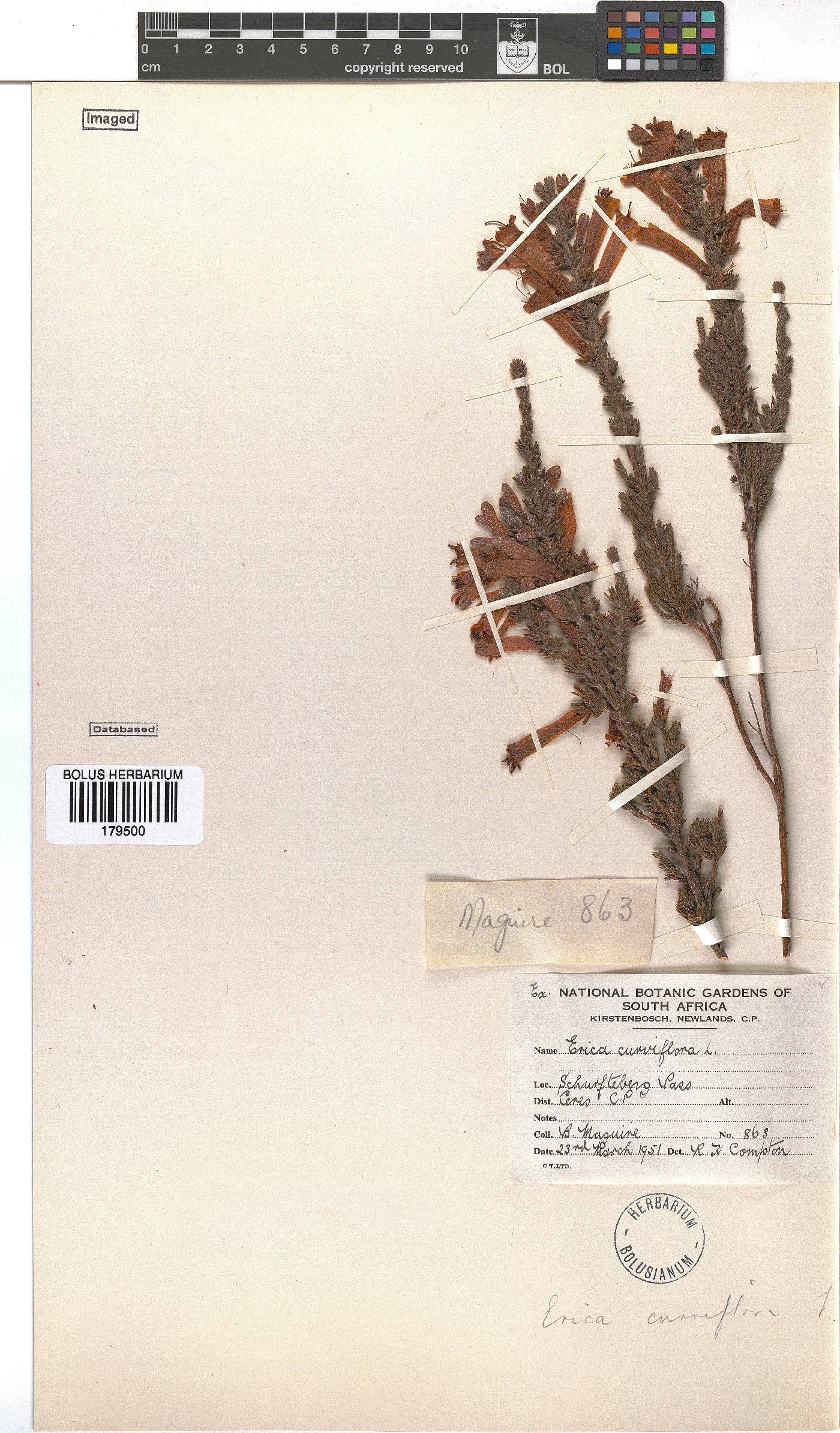 Erica curviflora image