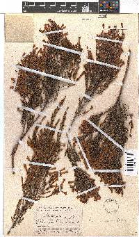 Erica curviflora image