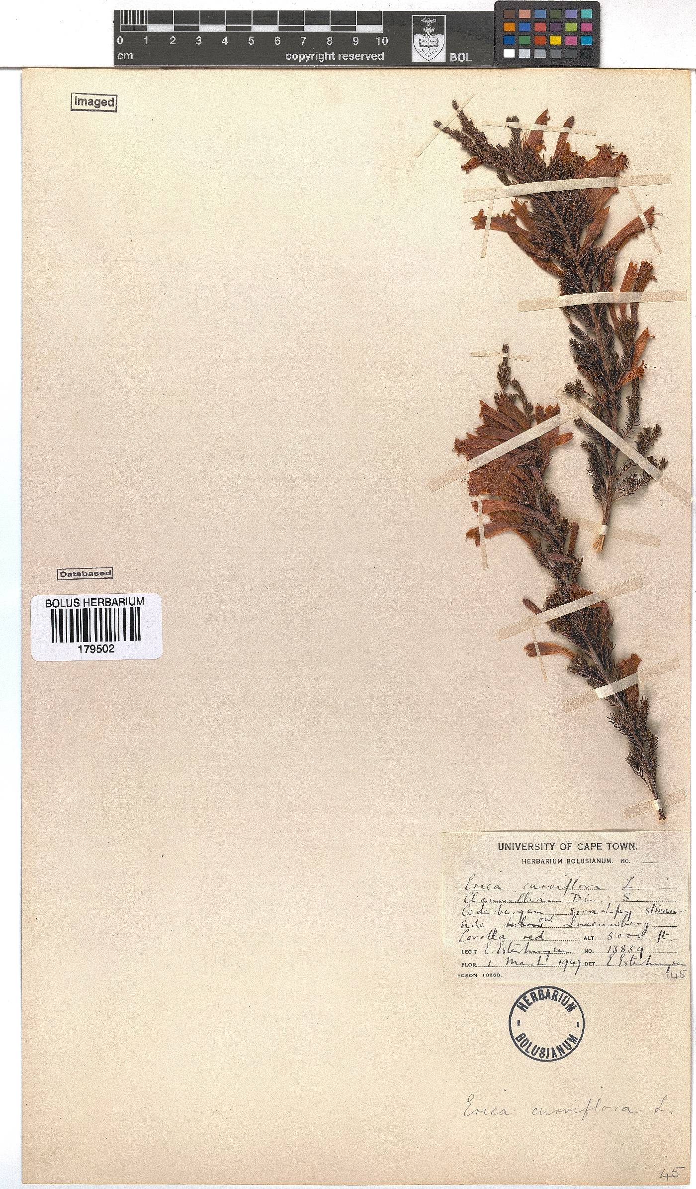 Erica curviflora image