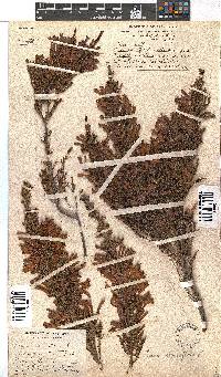 Erica curviflora image